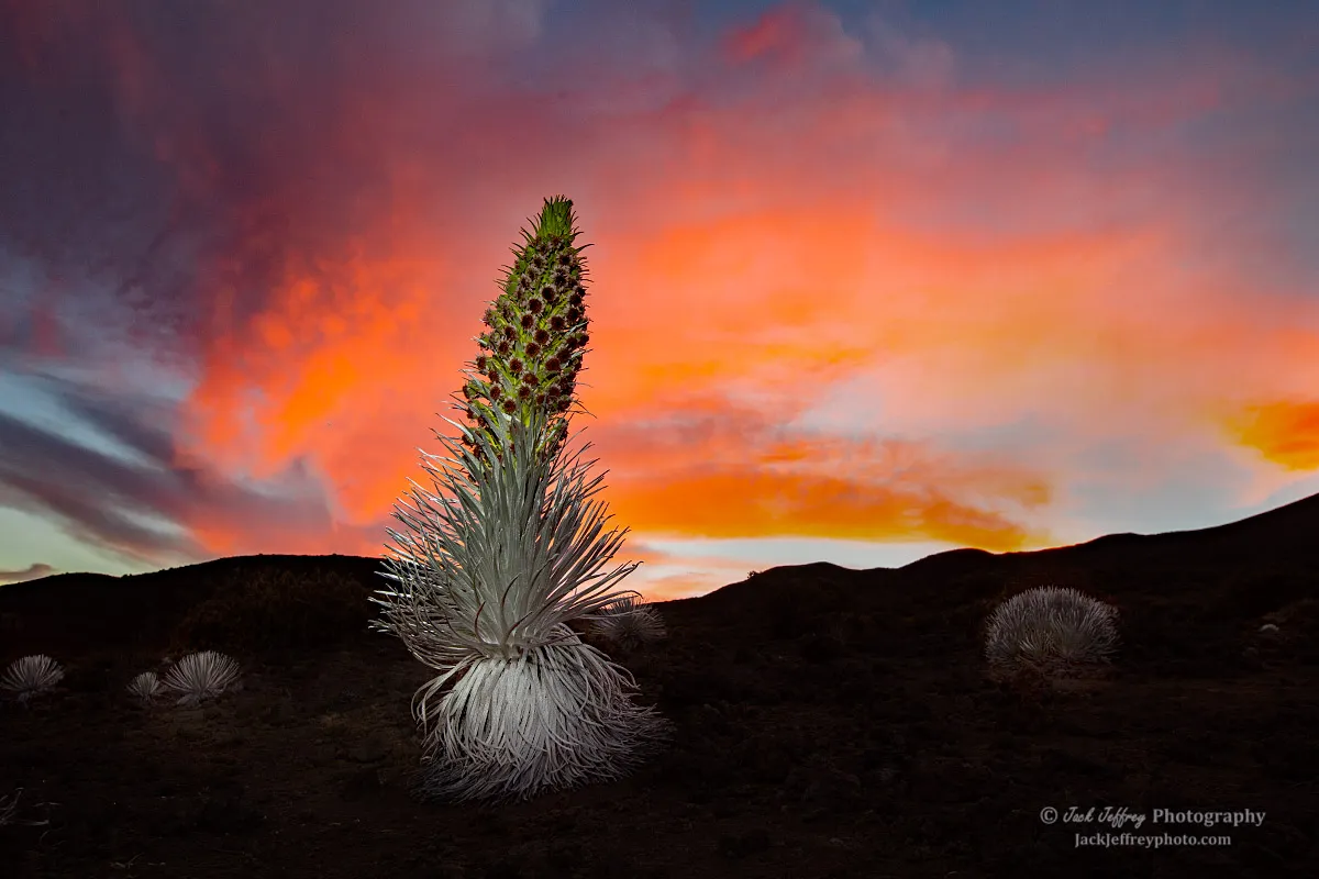 Silversword Enclosure