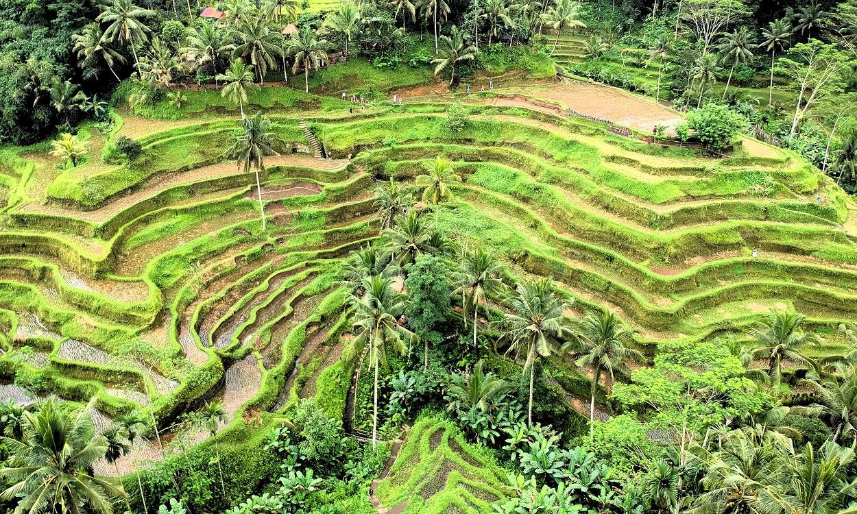 Tegallalang Rice Terraces