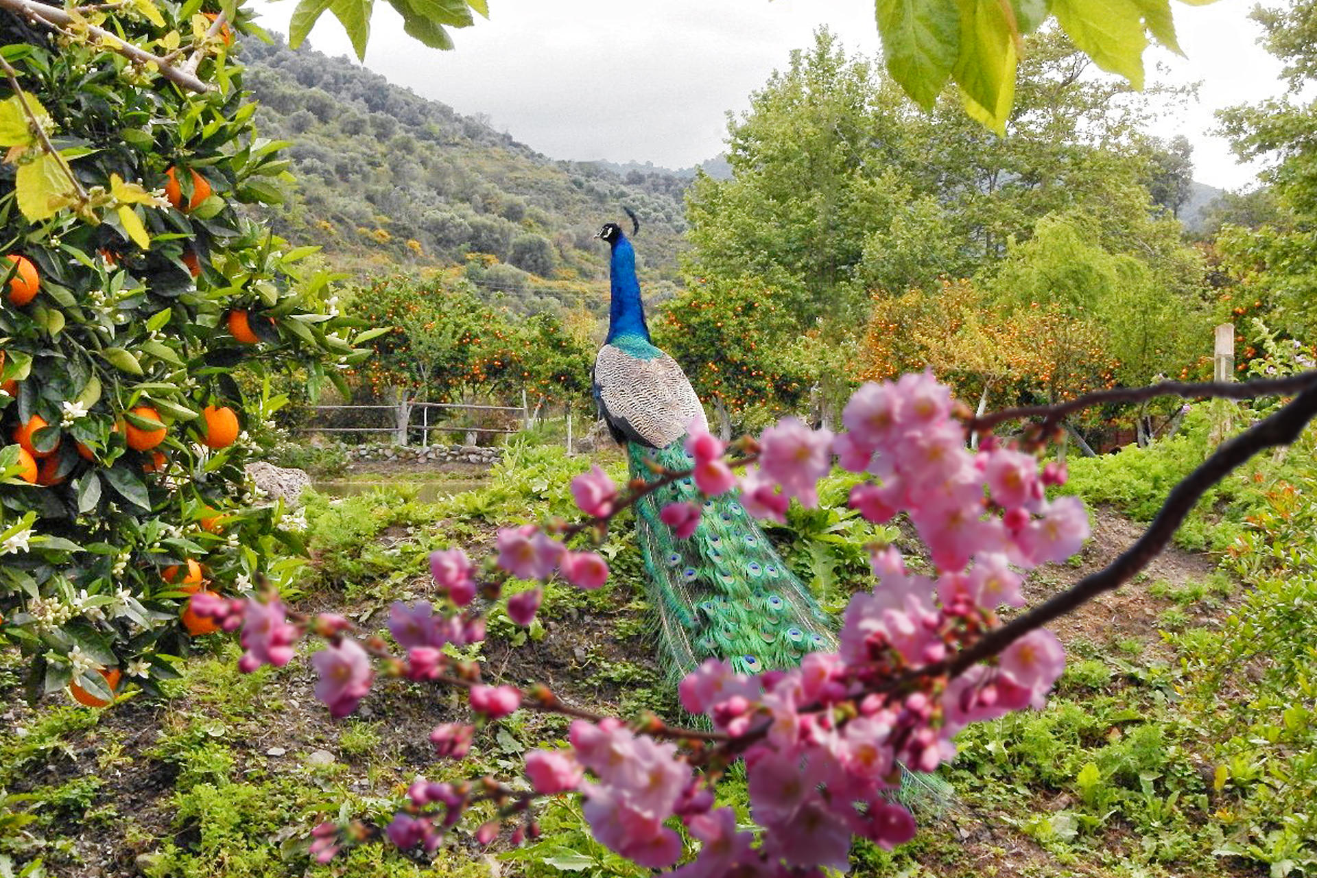 Jardim Botânico de Creta