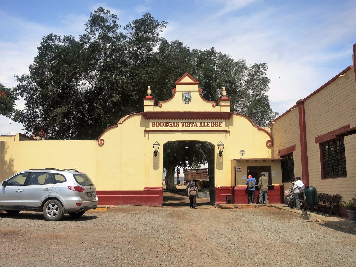 Pisco Vineyard (Bodega Vista Alegre)