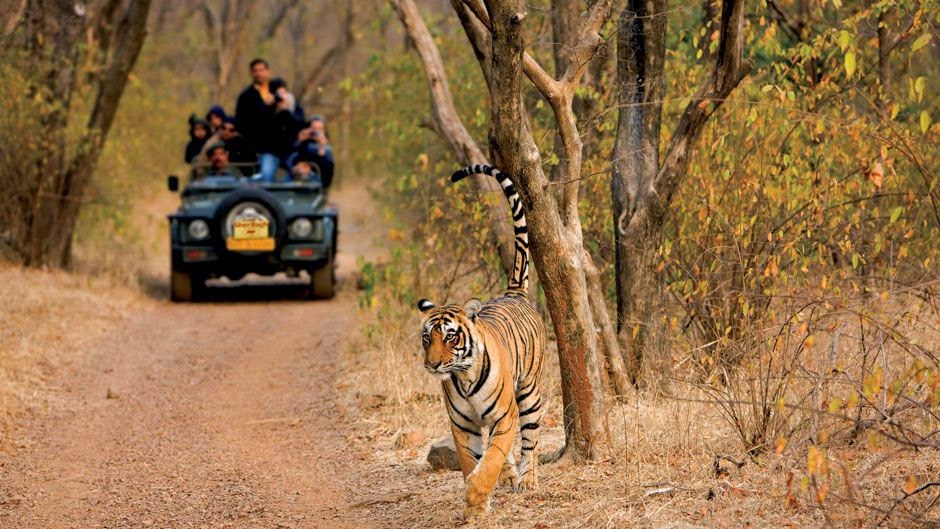 सुबह की सफारी के लिए प्रस्थान