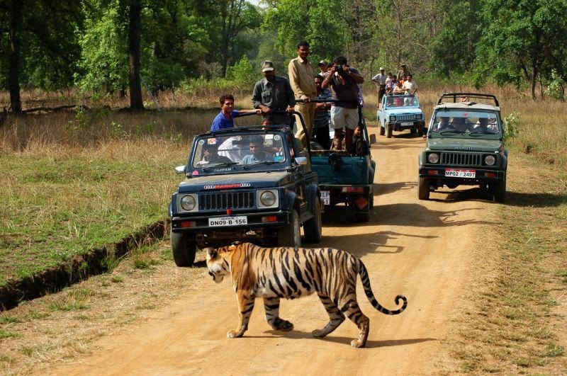 Ranthambore National Park Safari Booking Tours & Tickets