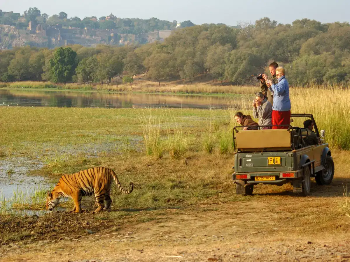 Your experience at Ranthambore National Park Safari Booking Tours & Tickets