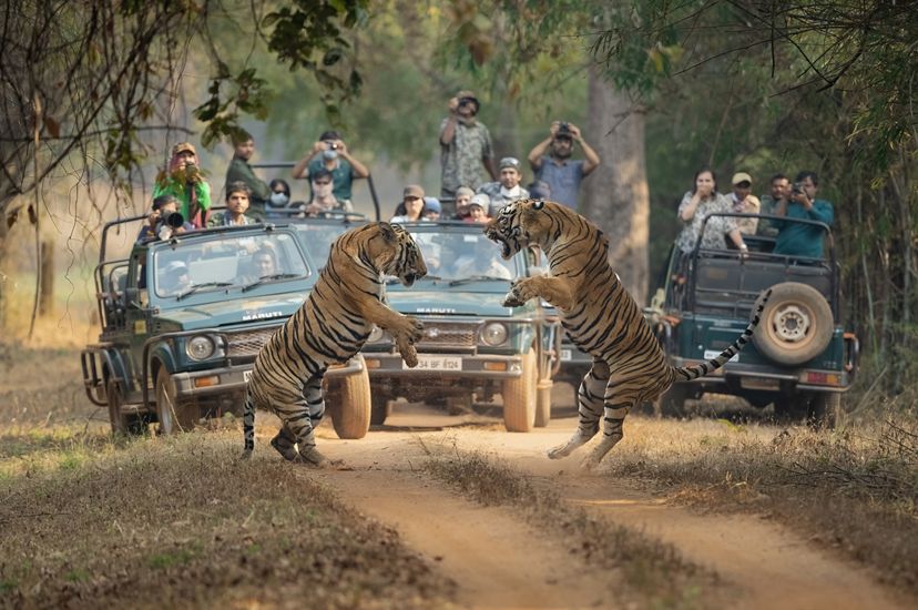 रणथंभौर राष्ट्रीय उद्यान सफारी बुकिंग टूर और टिकट पर आपका अनुभव