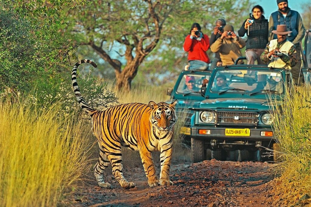 Morning Safari Departure