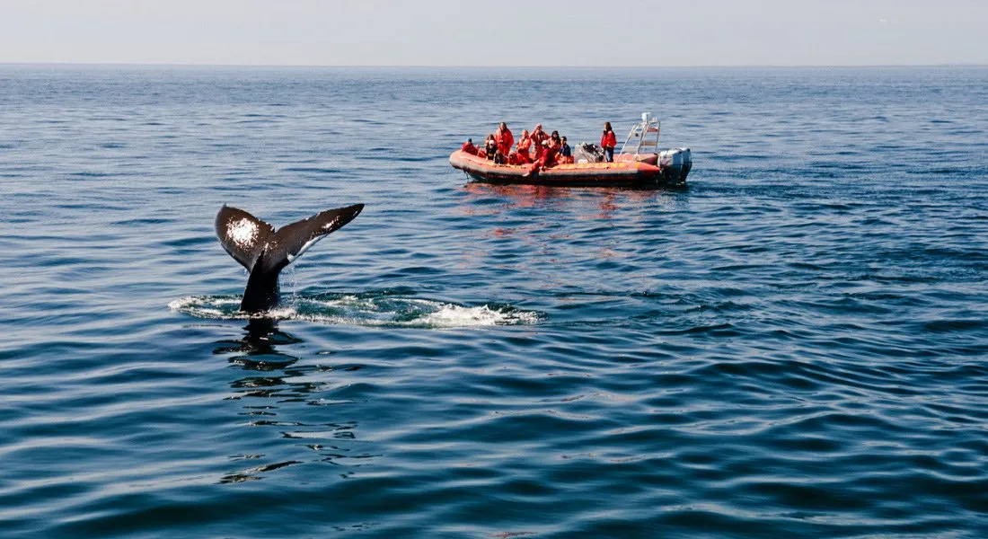 Vancouver Boat Tours Whale Watching
