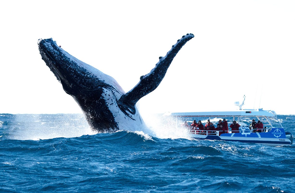 Ballina Whale Watching