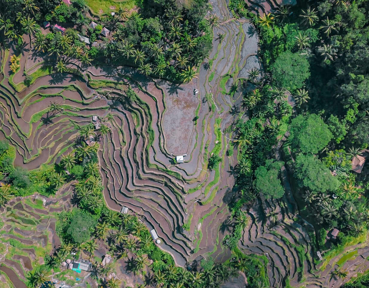 Visiting the Tegalalang Rice Terrace
