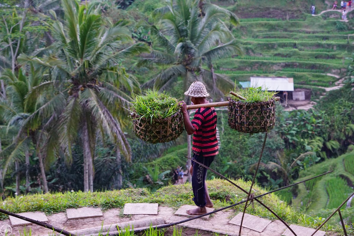 Rice Planting Demo Terraces