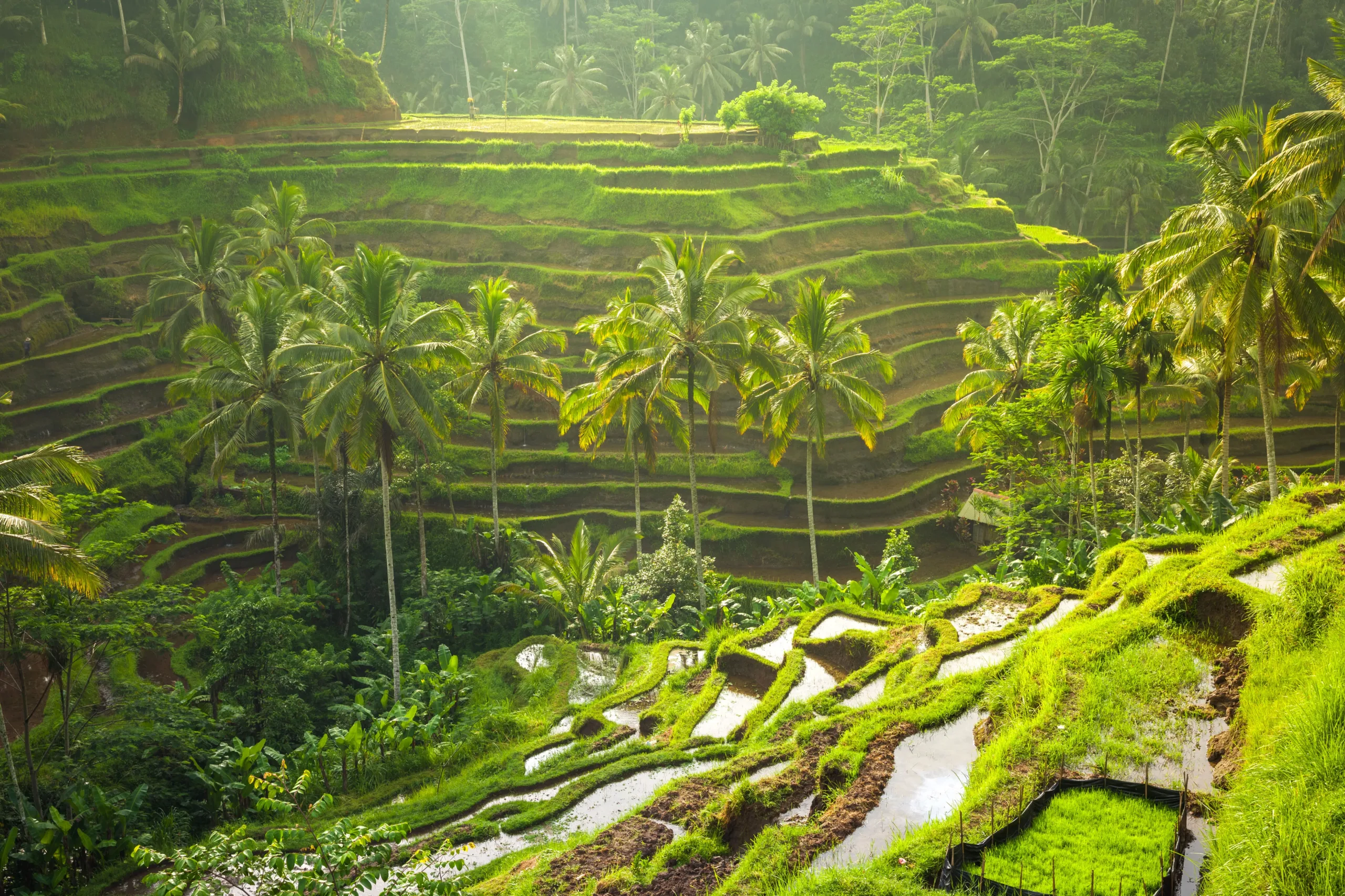 Subak Irrigation Channels