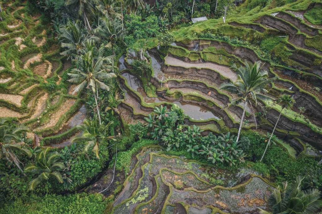 Visitare la Tegalalang Rice Terrace