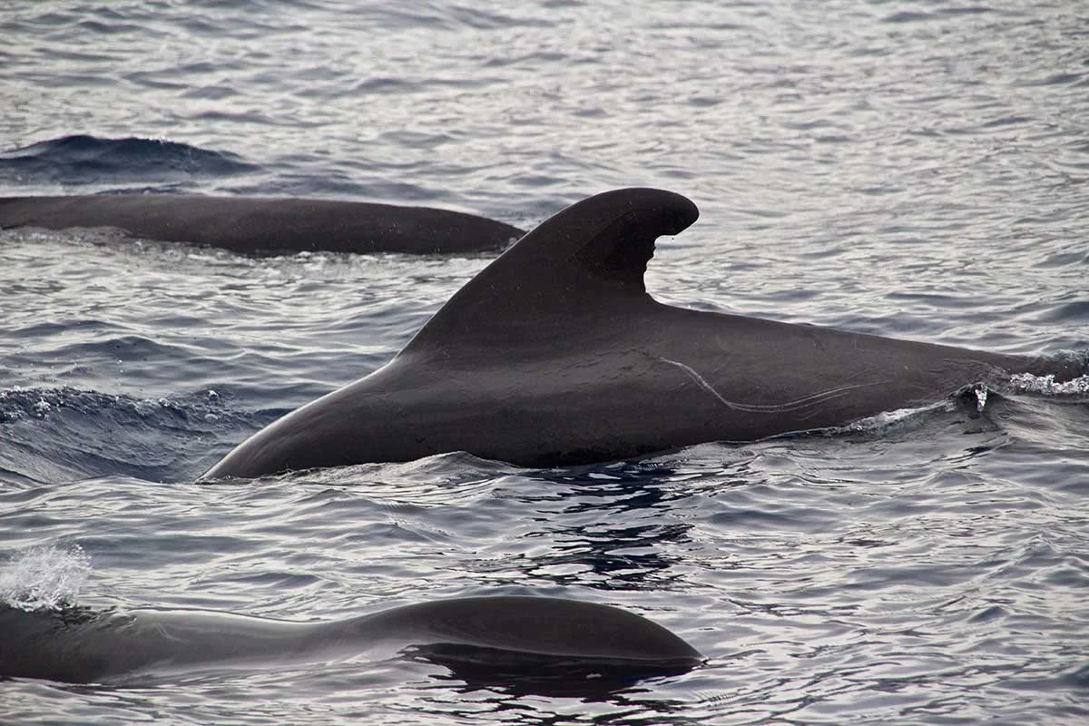 Tenerife Whale Watching