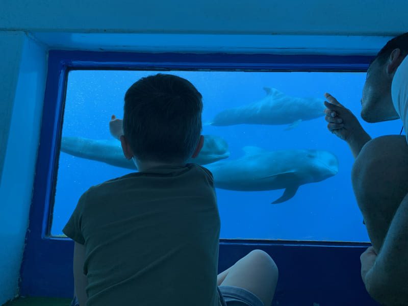 Tenerife Whale Watching Atlantic Eco Experience