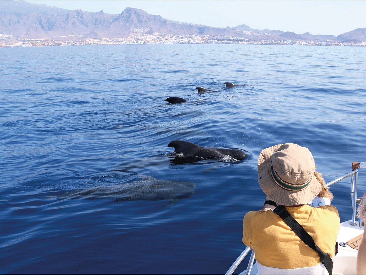 Tenerife Private Whale Watching