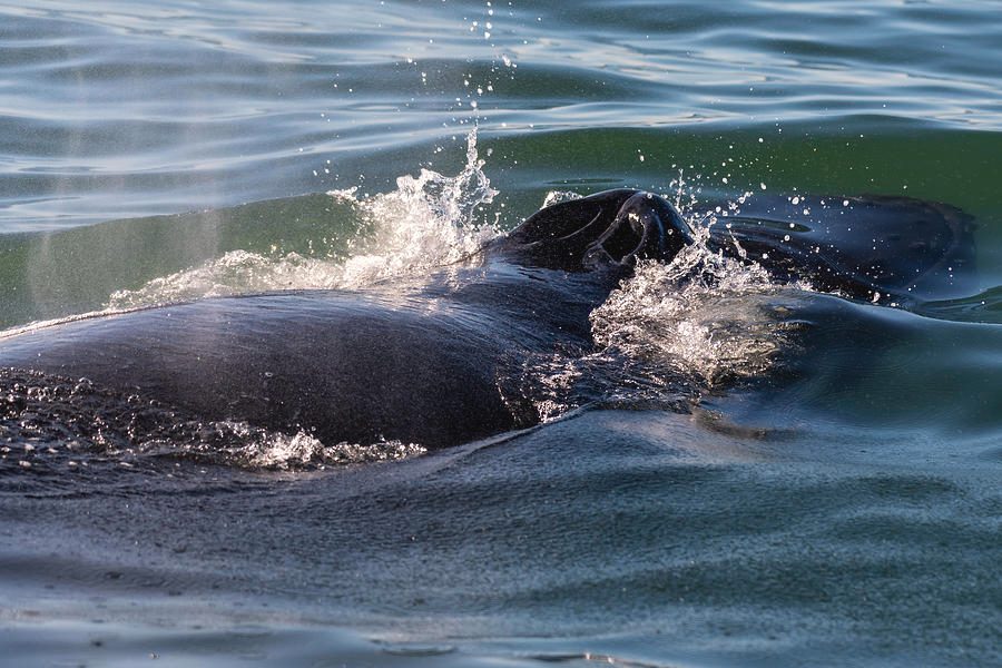 Cape May Whale Watching