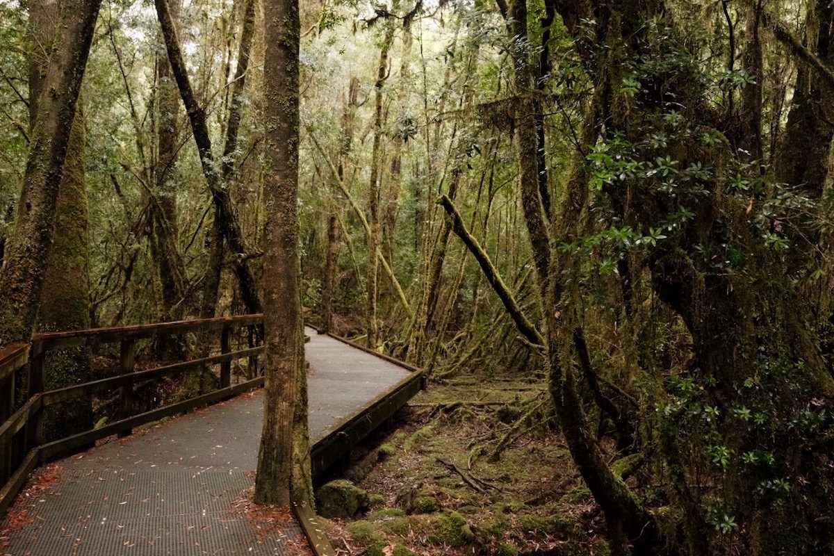 Gordon River Cruise