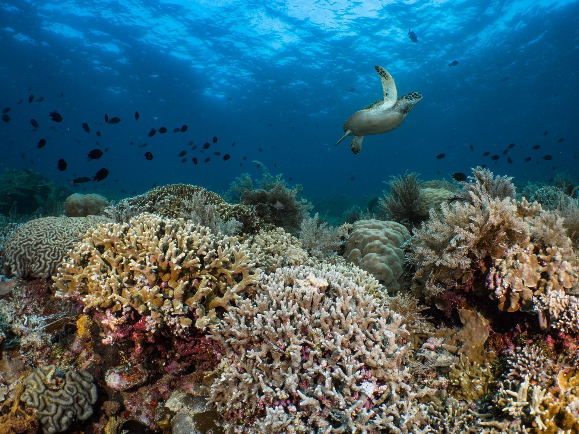 Offshore Coral Reef Garden