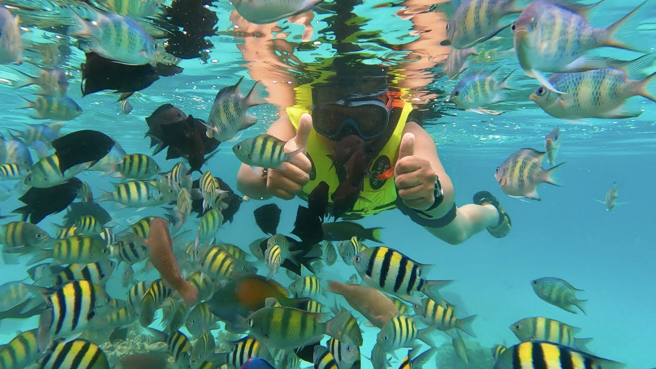 Snorkeling the Coral Reef