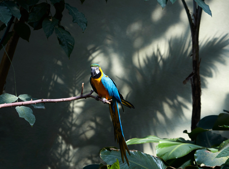 Forêt tropicale humide