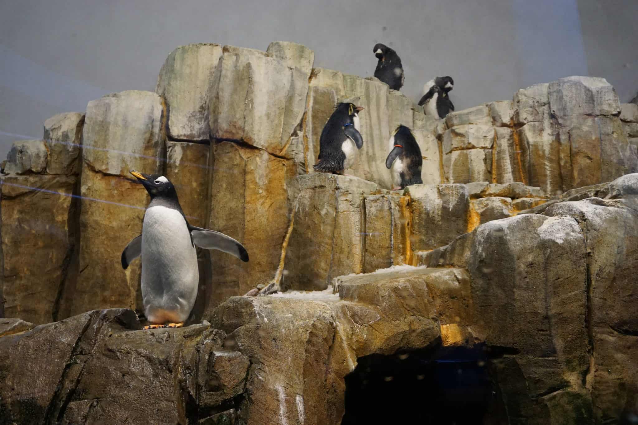Your experience at Montreal Biodome Tours & Tickets