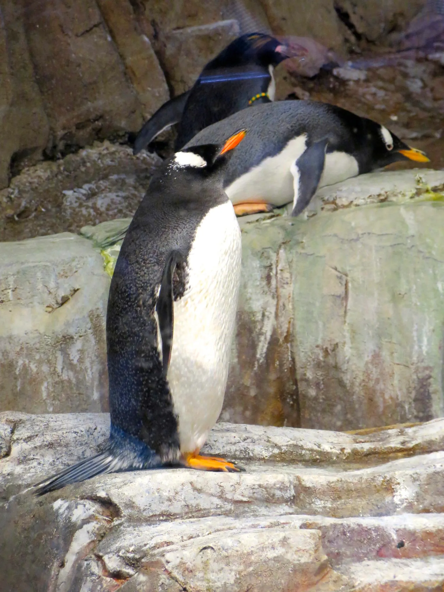 Labrador Coast and Sub-Antarctic Islands