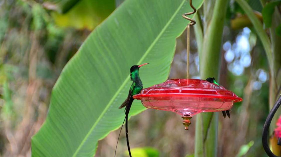 Jardin aux colibris et tour d'observation