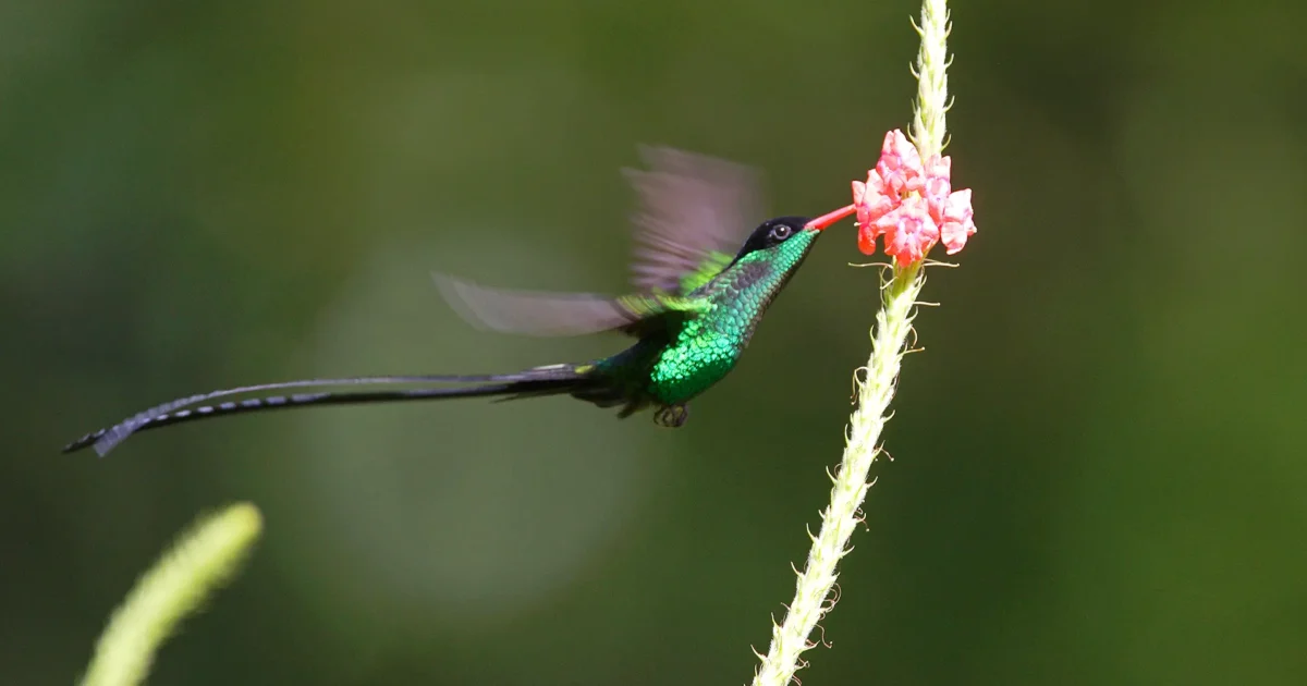 Summit Pavilion & Hummingbird Garden
