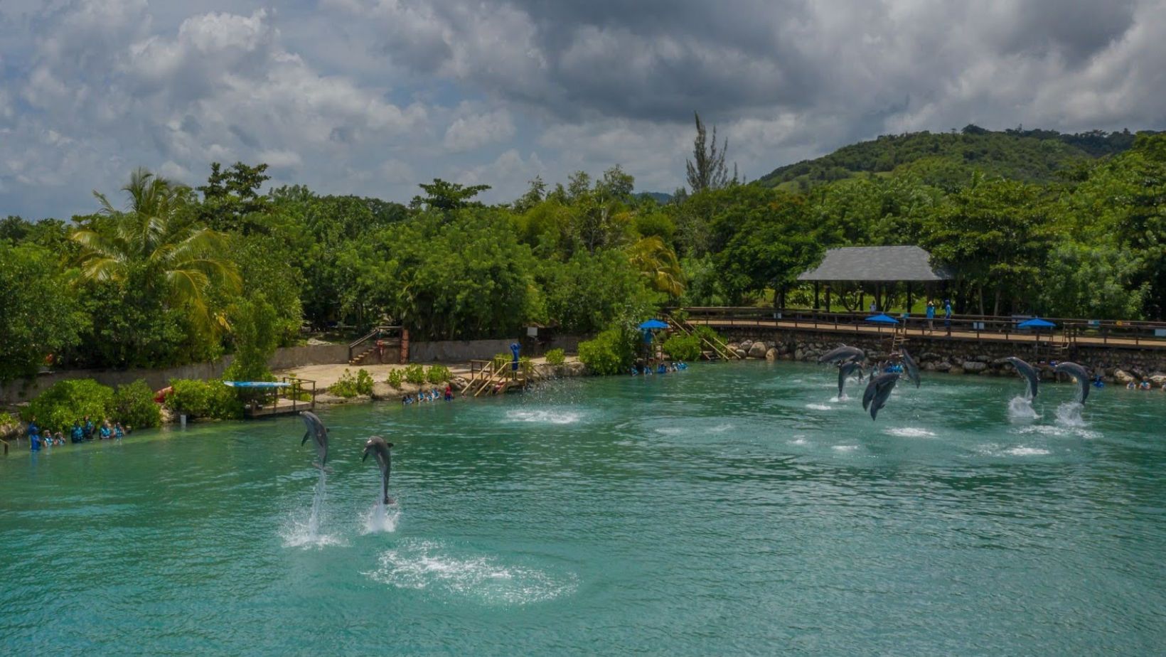 Dolphin Cove Ocho Rios