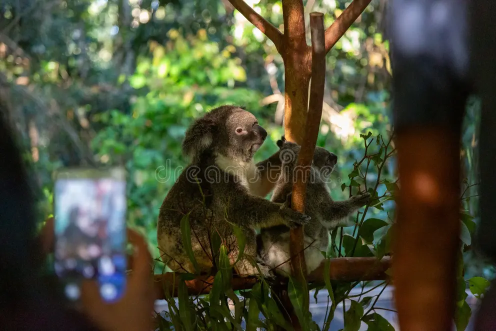 Your experience at Koala Sanctuary Port Stephens Tours & Tickets