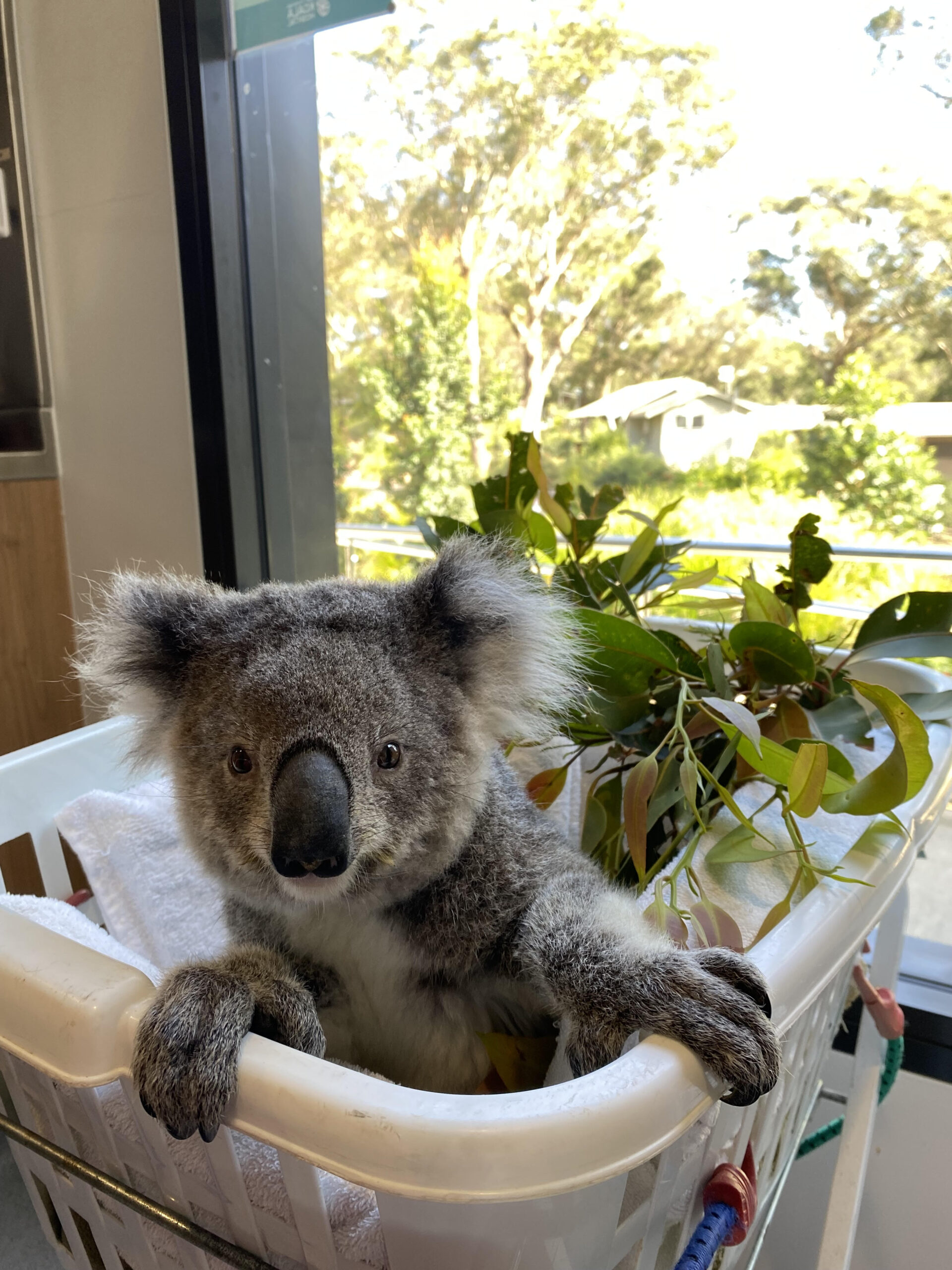 Koala Hospital Viewing Window