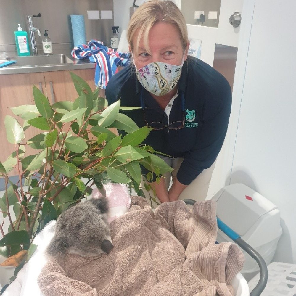 Koala Hospital Viewing Window