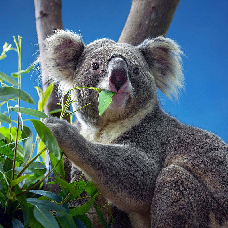 Koala Sanctuary Port Stephens Tours & Tickets
