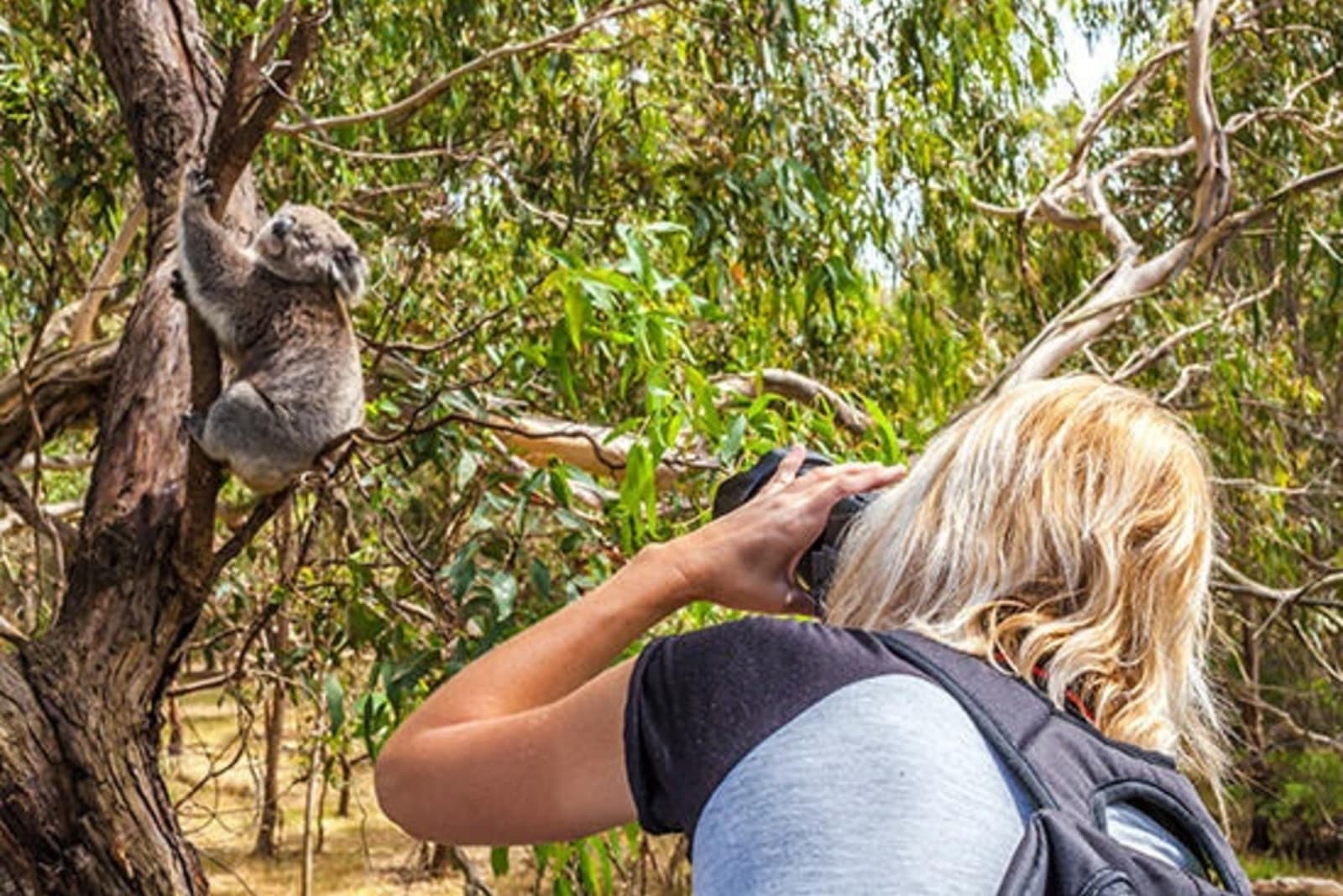 Ihr Erlebnis in Koala Sanctuary Port Stephens Touren & Tickets