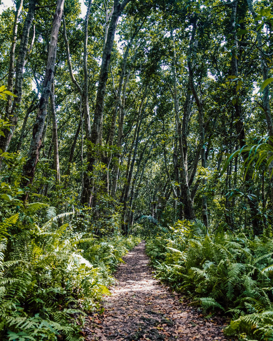 Groundwater Forest Trail