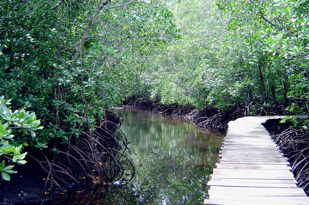 Mangrove Boardwalk