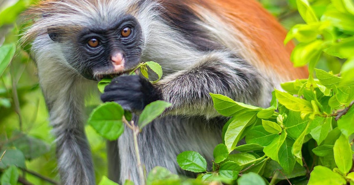 Your experience at Jozani Forest Zanzibar Tours & Tickets