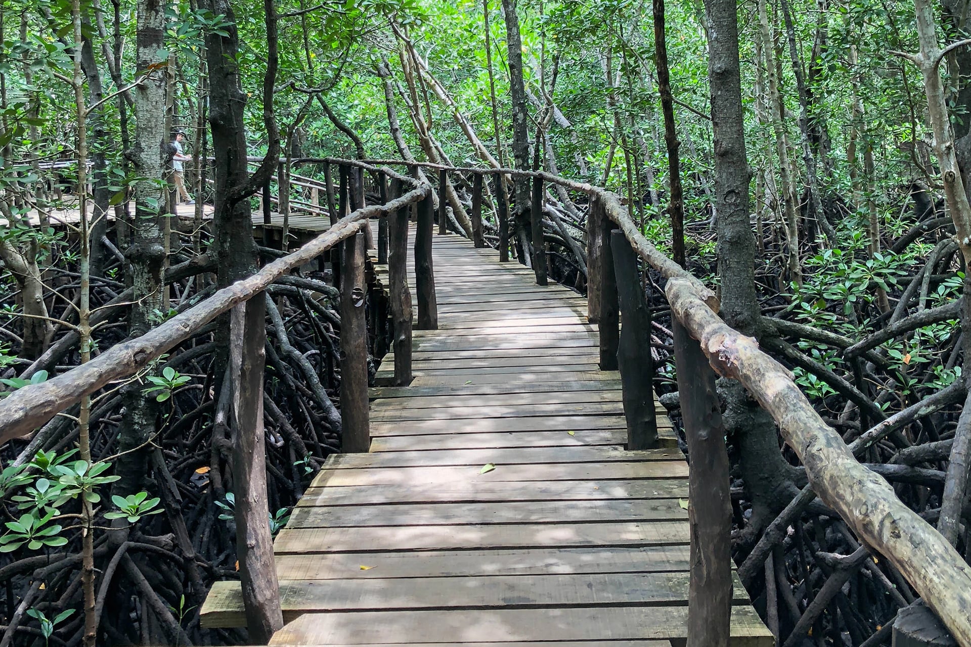 Jozani Udzungwa Forest Camp