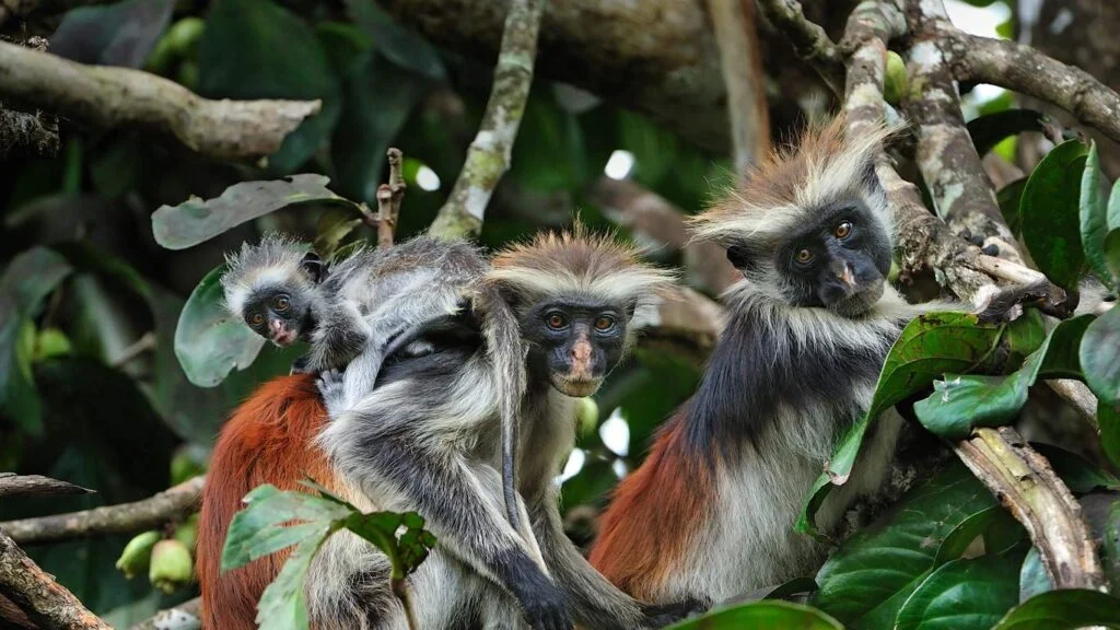Red Colobus Monkey Trail