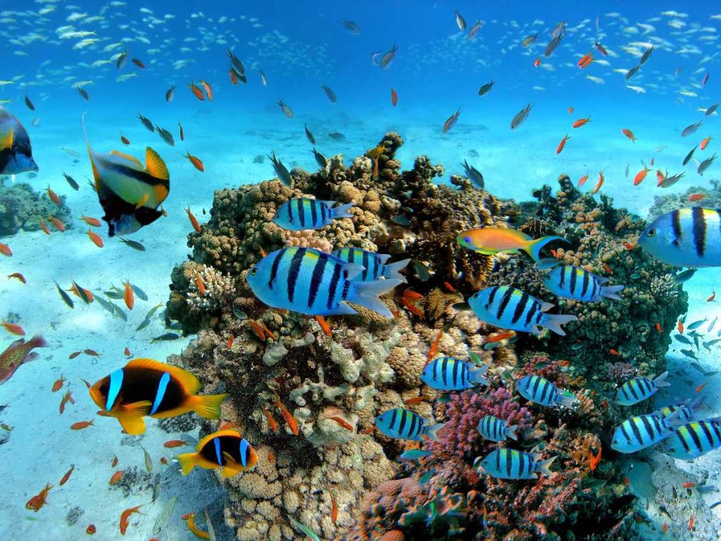 Boat crossing and first snorkelling stop