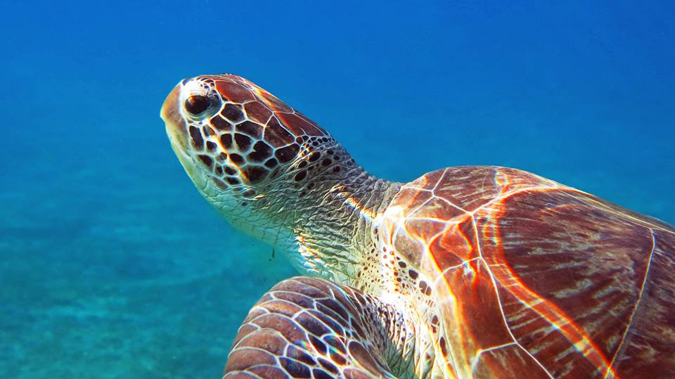 Turtle Feeding Ground
