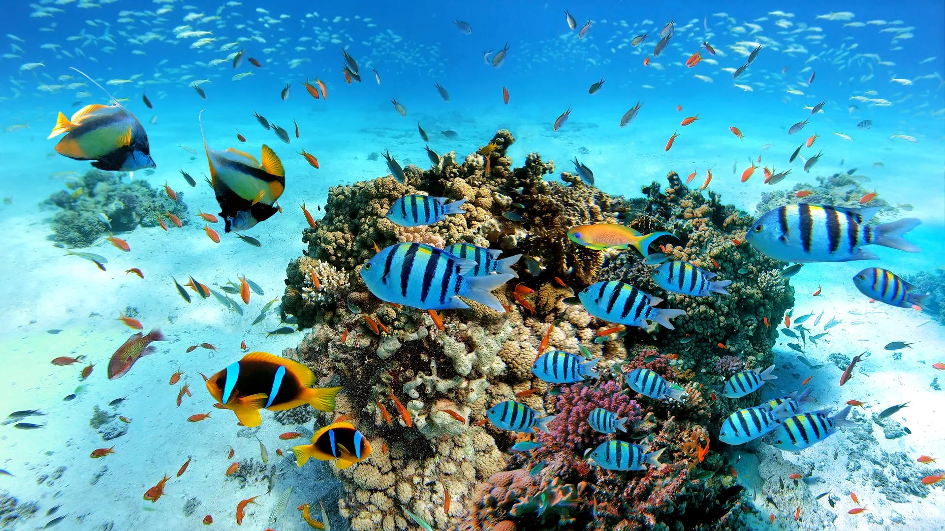 Travessia de barco e primeira parada de snorkel