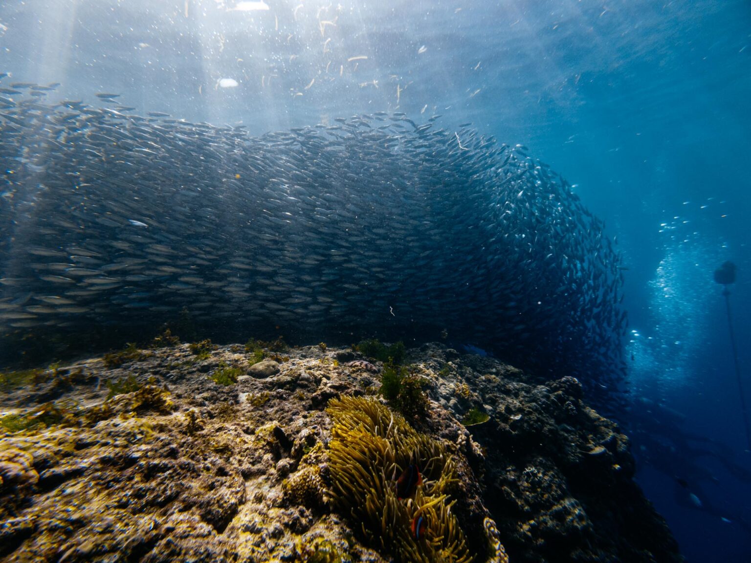 Sardine Bait Ball Zone