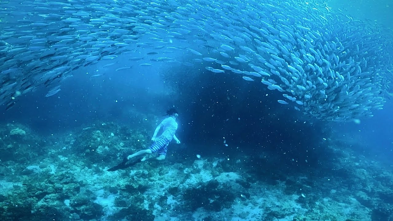 Esnórquel en Napaling Reef en la isla de Panglao