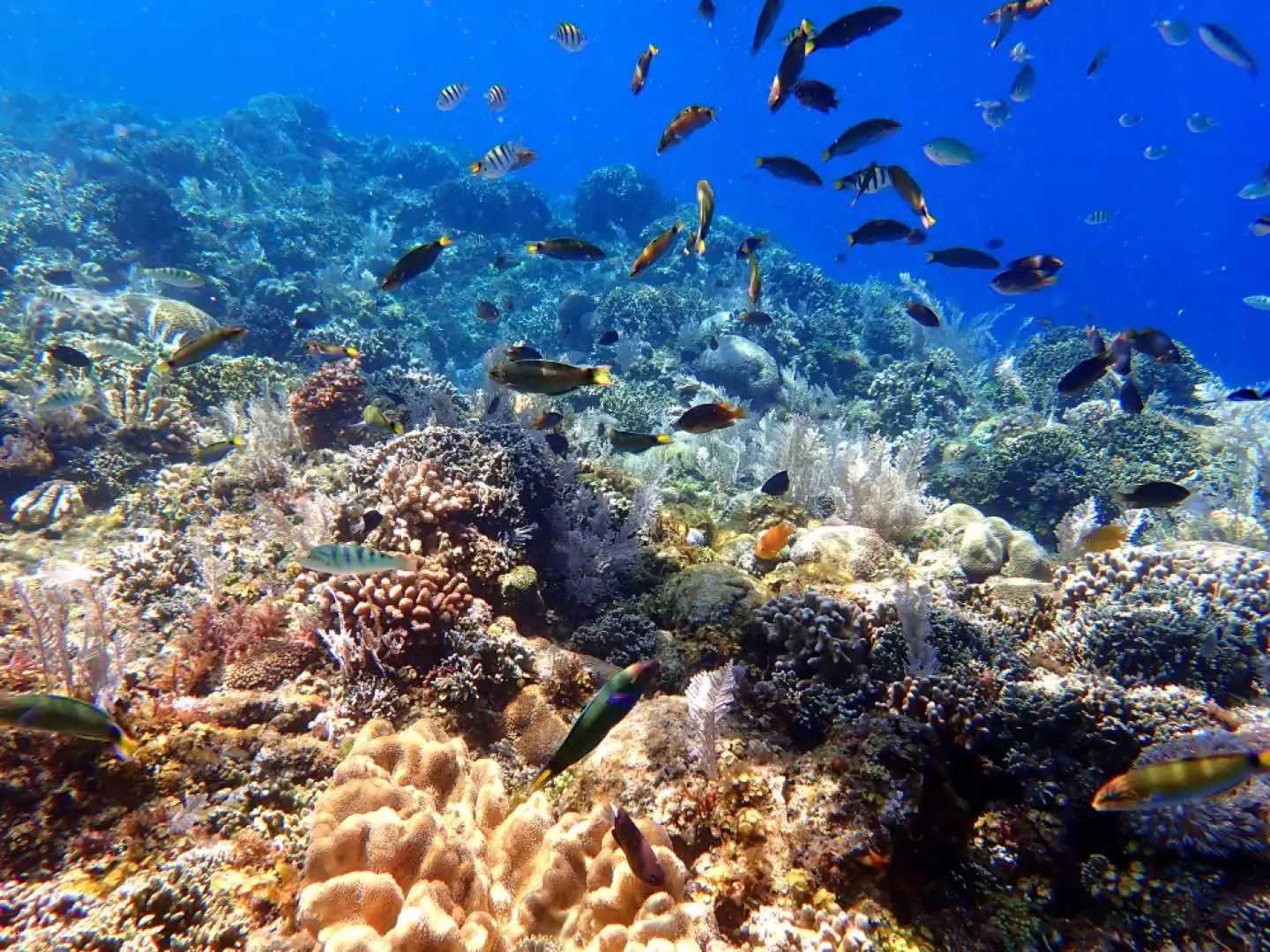 Shallow Coral Garden
