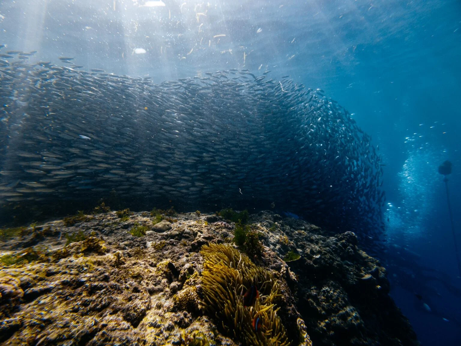 Snorkeling Napaling Reef on Panglao Island