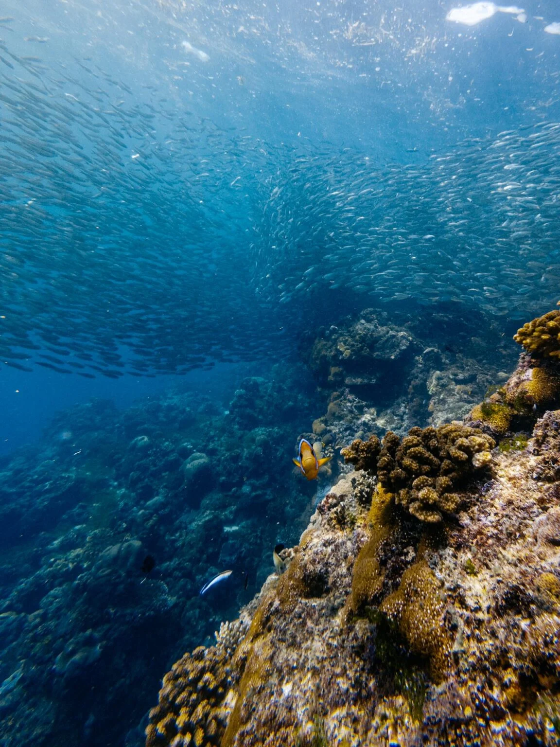 Exploración del muro de arrecife