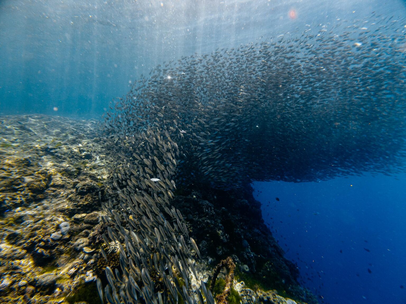 Sardine School Encounter