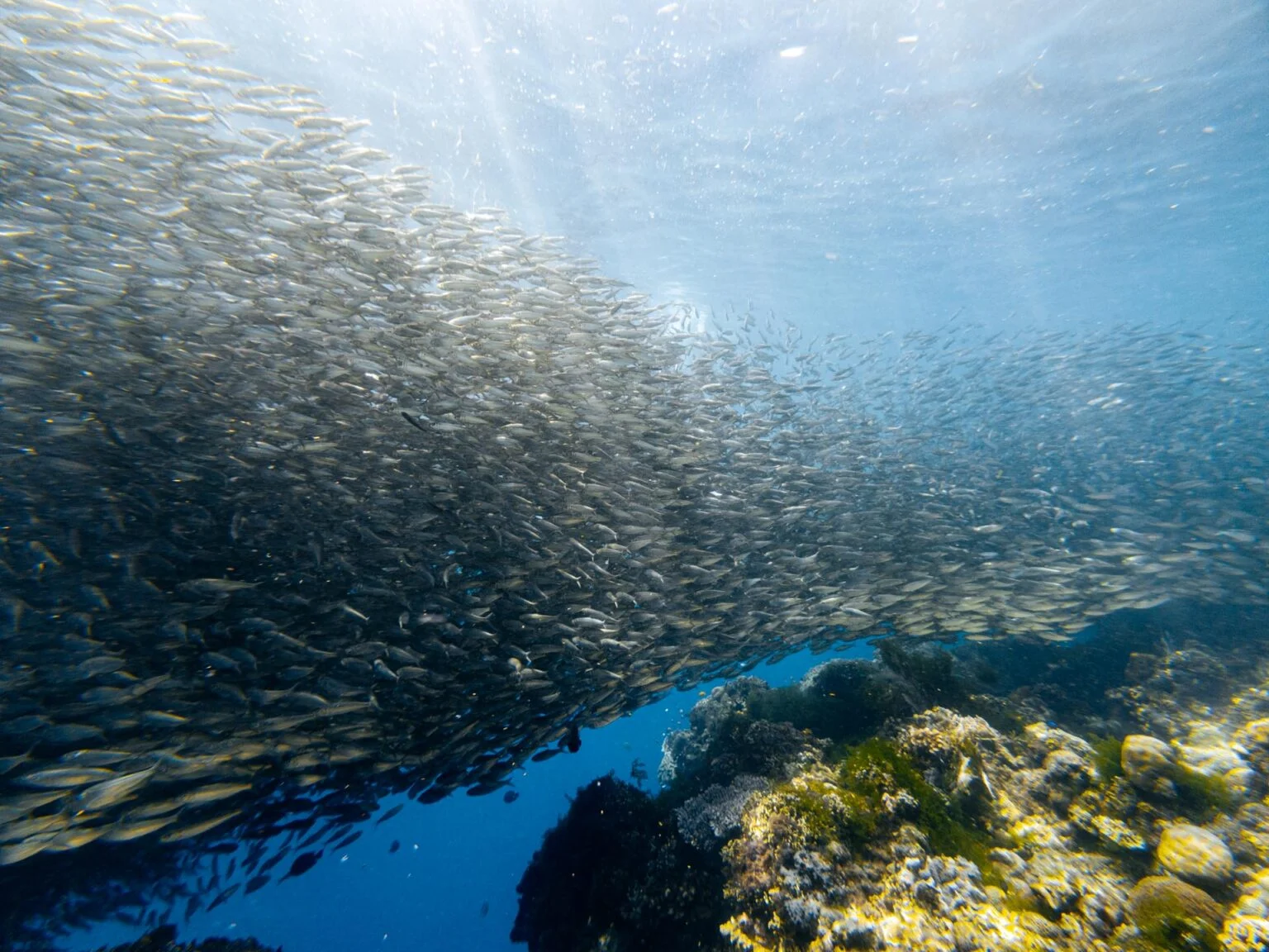 Encuentro con bancos de sardinas