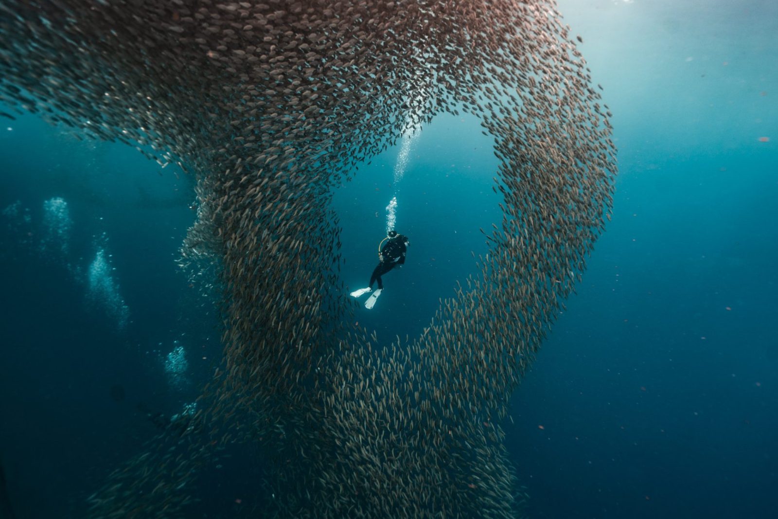 Sardine Bait Ball Zone