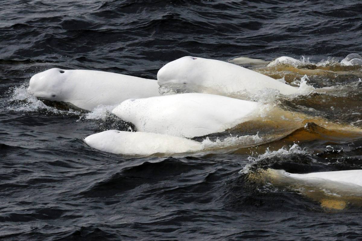 Quebec City Whale Watching Tour